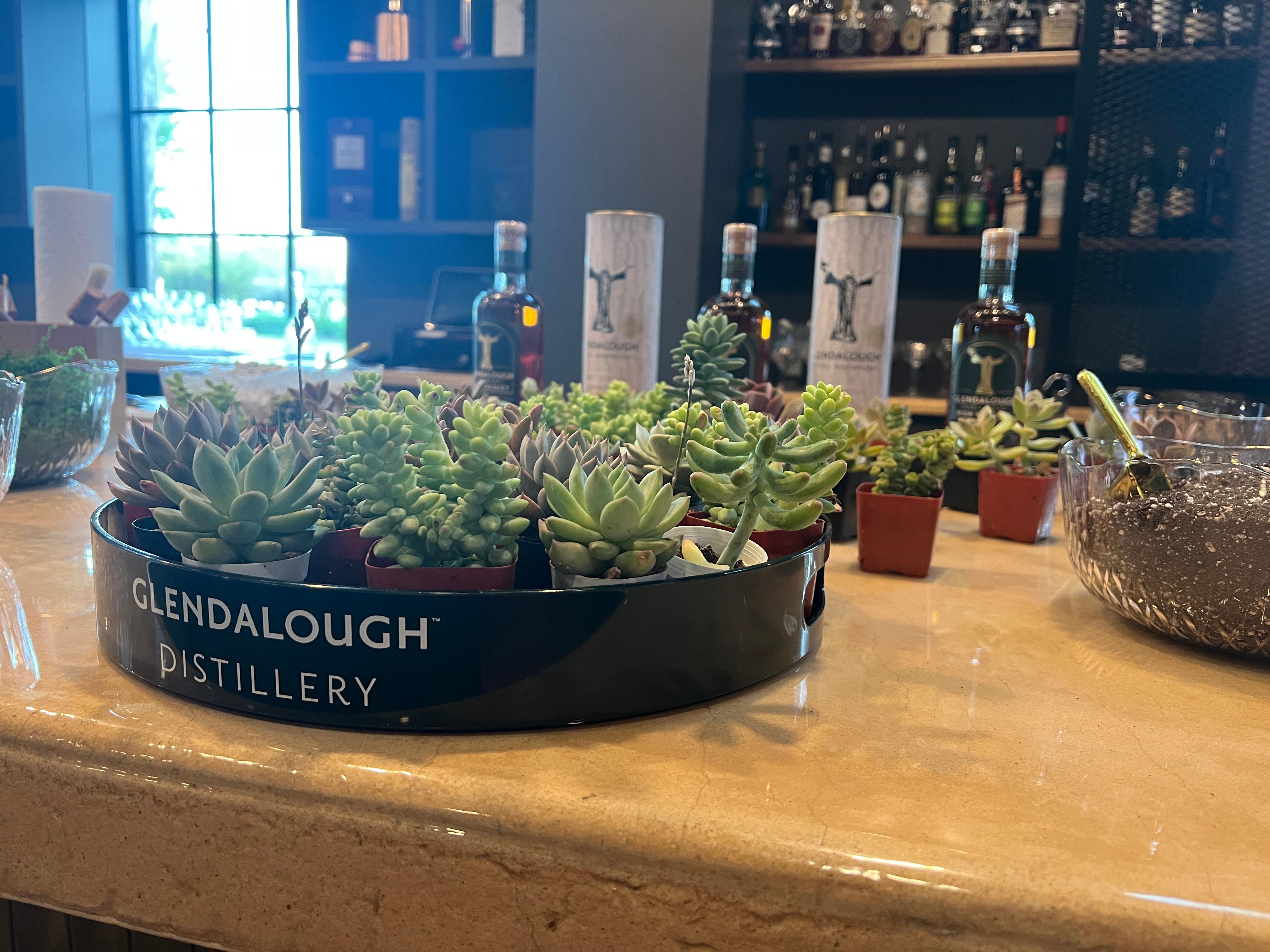 A bunch of mini succulants sitting in a round black plate that says Glendalough